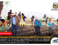 YARABAMBA PLANTEA LIDERAR PRODUCCIÓN DE PAPA EN AREQUIPA 